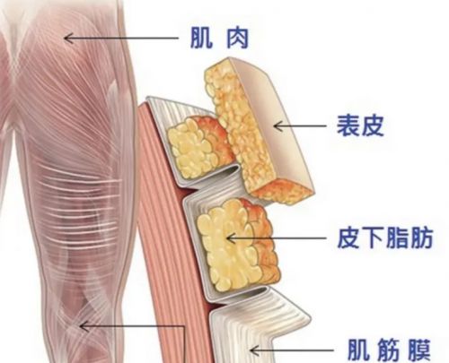 筋膜槍精品排行榜新鮮出爐，深度解析熱門品牌選購指南